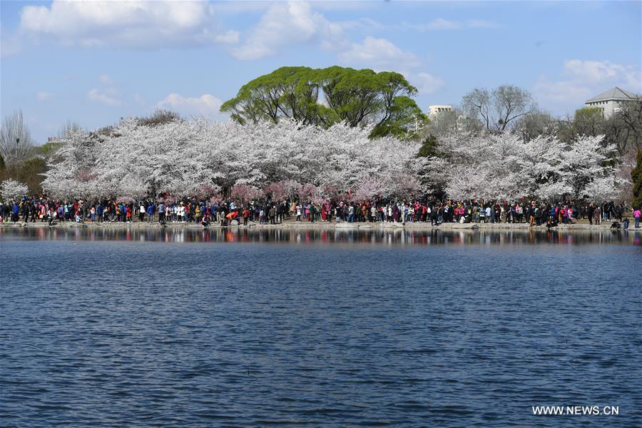 Turistas admiran los cerezo en flor del Parque Yuyuantan en Beijing, capital de China. En la actualidad, más de mil árbolesllenan de encanto el recinto público. A partir de hoy, los visitantes tendrán los mejores siete días para disfrutar este impresionante regalo de la naturaleza, 26 de marzo del 2017. (Foto: Li Jundong) 
