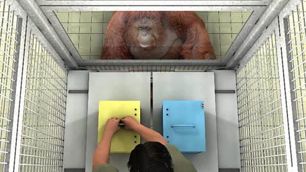 Los simios ayudan a los demás cuando ven que se equivocan