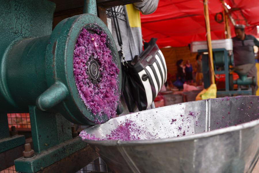 La industria de rosas damasco combate la pobreza en Xinjiang