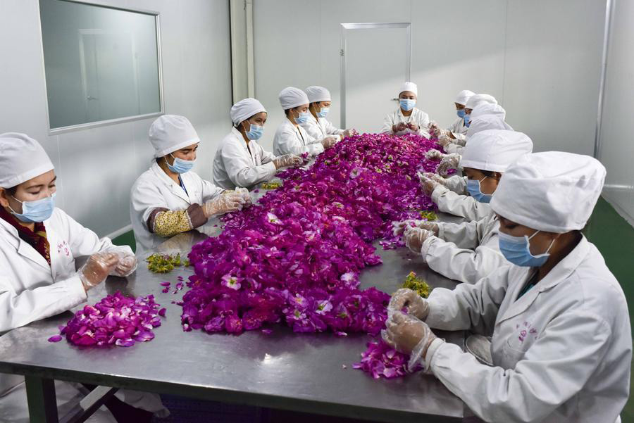 La industria de rosas damasco combate la pobreza en Xinjiang