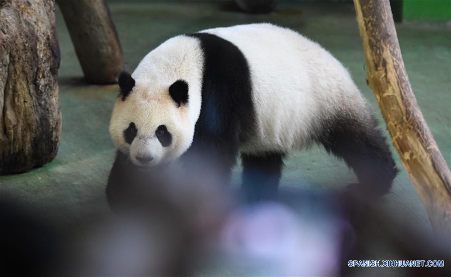 Primer panda nacido en Taiwan celebra su cuarto cumplea?os