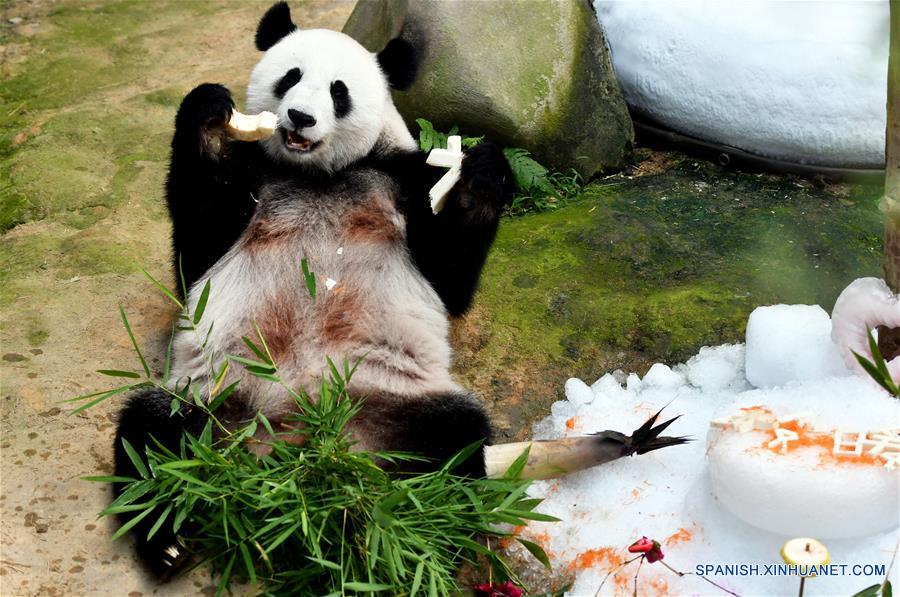 Pandas gigantes celebran el onceavo cumplea?os en el Zoológico Nacional en Kuala Lumpur