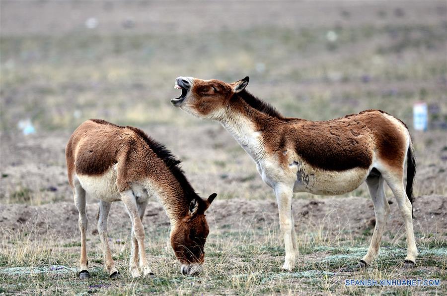 QINGHAI, agosto 23, 2017 (Xinhua) -- Imagen del 30 de junio de 2017 de dos kiangs permaneciendo en la Reserva Natural Hol Xil en la prefectura autónoma tibetana de Yushu, provincia de Qinghai, en el noroeste de China. Hol Xil tiene una altitud promedio de más de 4,600 metros, convirtiéndola en un hábitat ideal para los antílopes tibetanos, kiangs y otros animales. La reserva fue enlistada como uno de los Patrimonios Naturales de la Humanidad de la Organización de las Naciones Unidas para la Educación, la Ciencia y la Cultura (UNESCO, por sus siglas en inglés) en julio de 2017. (Xinhua/Wang Bo) 
