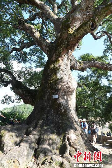 Estatua de Buda, dentro de un árbol de mil a?os, asombra en Fujian