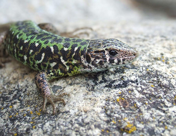 Científicos completan el Atlas de la Vida