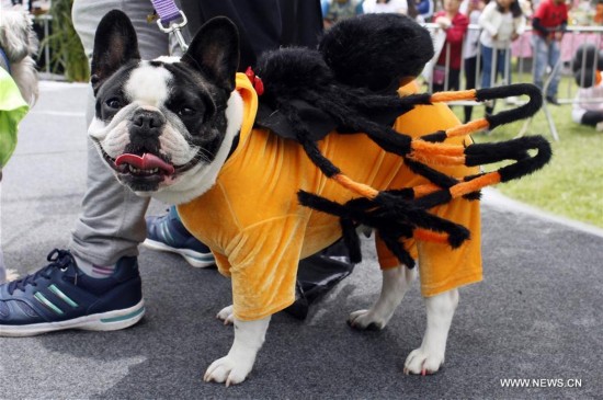 Se celebra desfile de Halloween para mascotas en Perú