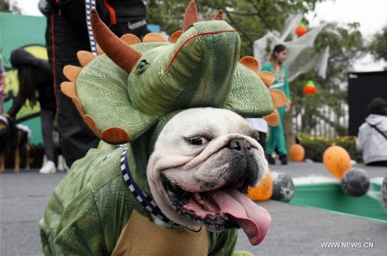 Se celebra desfile de Halloween para mascotas en Perú