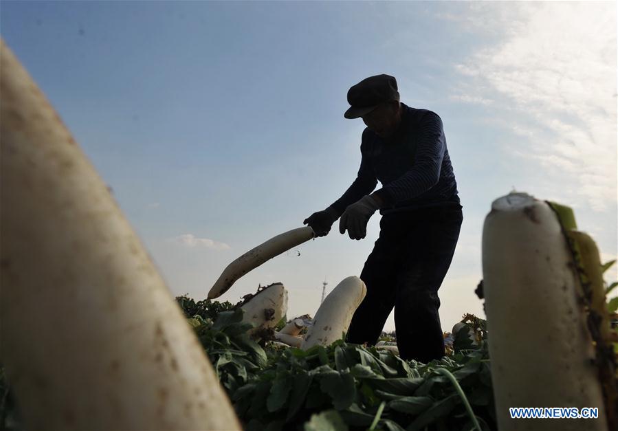 Los agricultores de Hebei aumentan sus ingresos cosechando rábanos