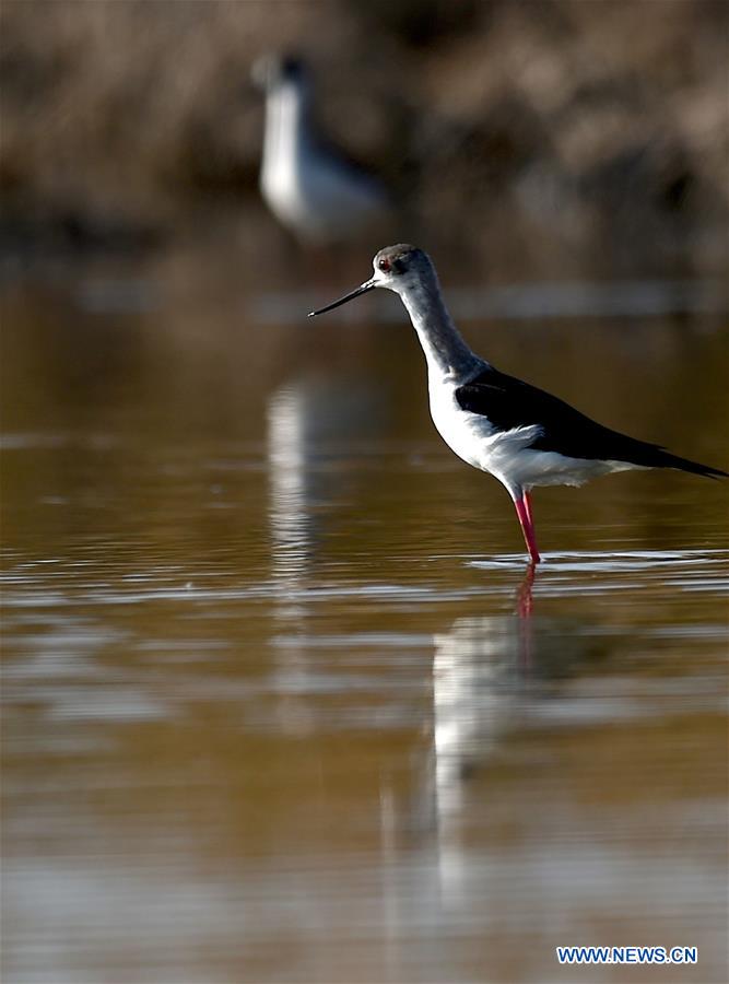 Miles de aves migratorias llegan a los humedales de Tianjin