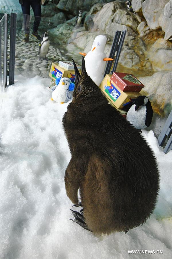 Tras una década de intentos, Singapur logra su primer pingüino rey