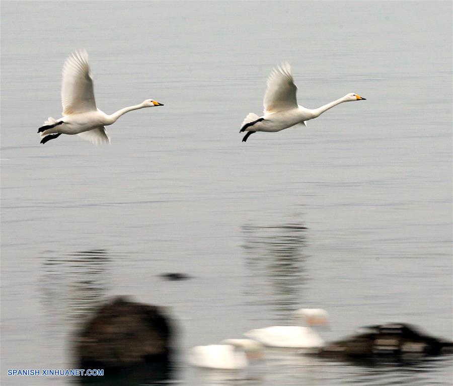 La reserva nacional de cisnes de Rongcheng