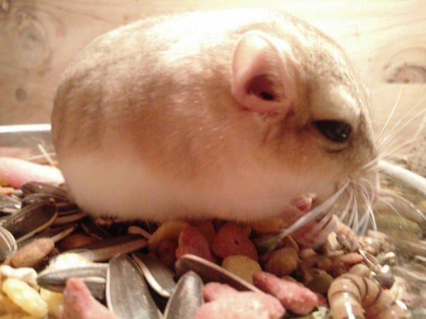 Estudiante chino convierte la habitación en un peque?o zoo