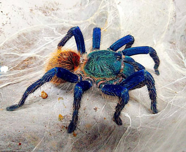 Estudiante chino convierte la habitación en un peque?o zoo