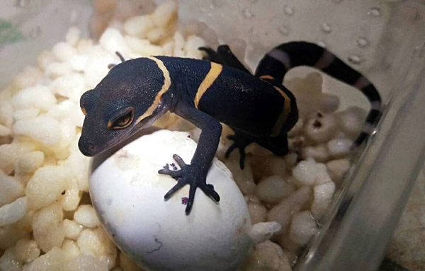 Estudiante chino convierte la habitación en un peque?o zoo