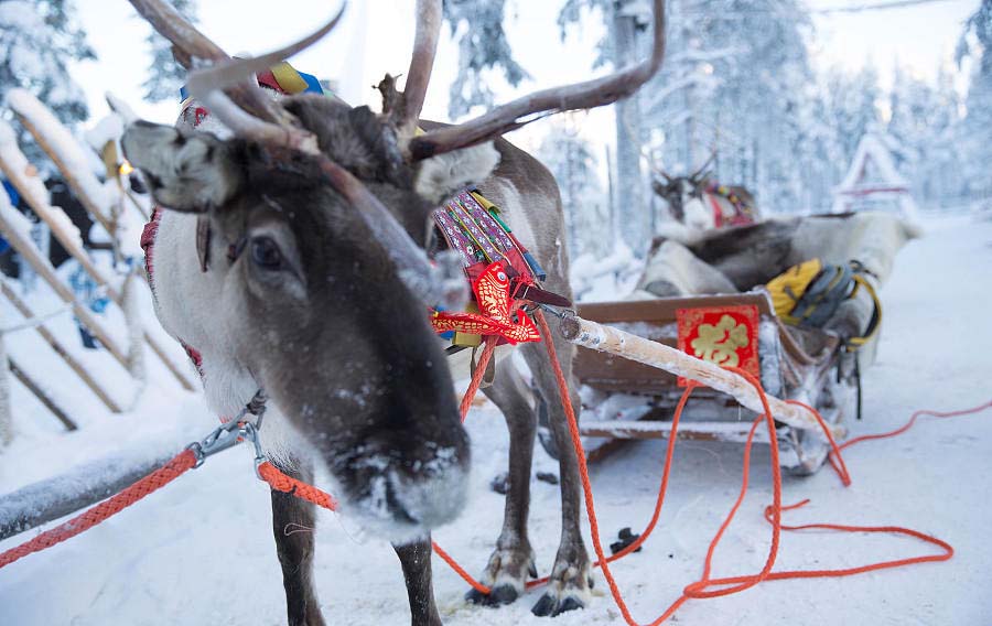 El trineo de Santa Claus engalanado con adornos alegóricos al a?o nuevo chino. Rovaniemi, Finlandia, 7 de febrero del 2018. [Foto: VCG]