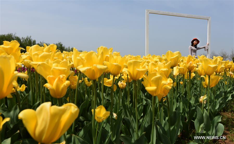 Una visitante se hace fotos en un parque temático de tulipanes en Wuhan, capital de la provincia central de Hubei. (Xinhua / Cheng Min)