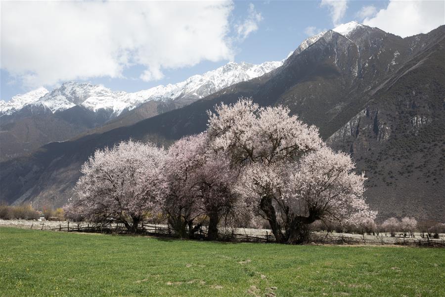 Paisaje de flores de durazno en el Tíbet