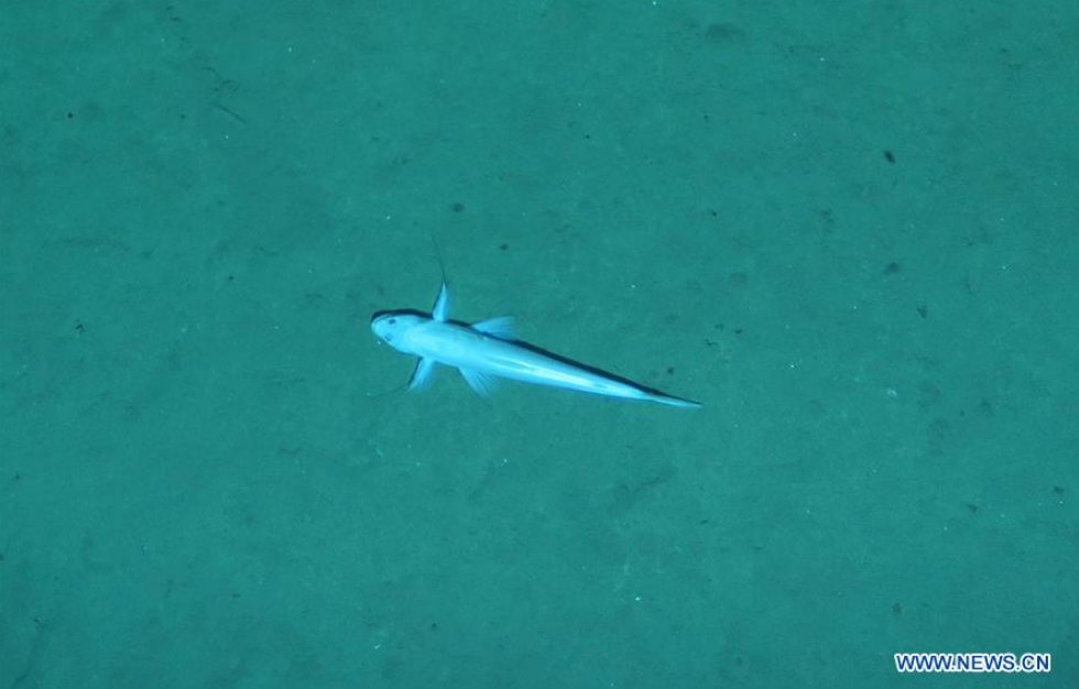 El sumergible chino Qianlong III capta imágenes de criaturas marinas de aguas profundas