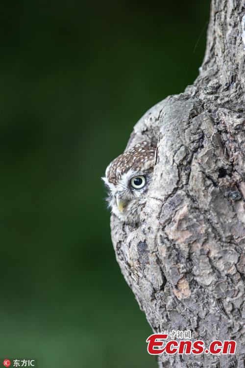 Curiosa foto evidencia el magistral camuflaje de una lechuza