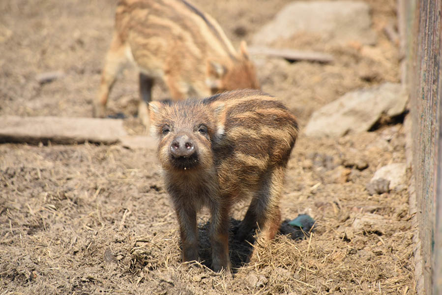 ?Puedes ver esa una sonrisa astuta en este jabalí del Zoológico de Harbin? 