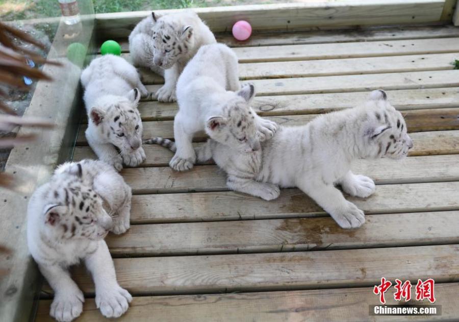 Quintillizos cachorros de tigre de la nieve son presentados al público en Jinan