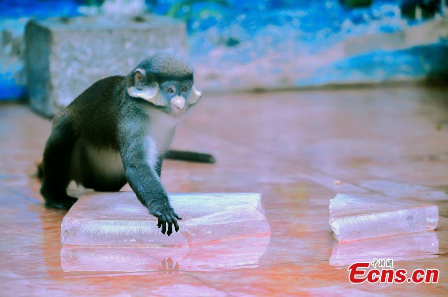 Animales en batalla contra el verano caluroso