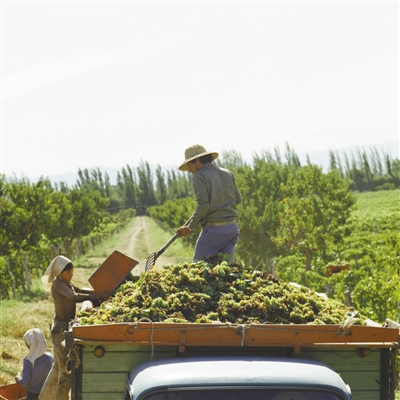 En Mendoza, los agricultores ponen uvas en camiones. (Foto: Renmin Shijue)