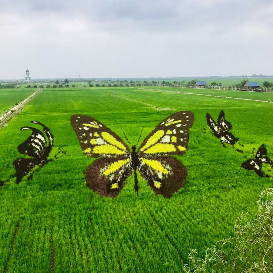 Un arrozal con imágenes 3D se convierte en una atracción de Shenyang
