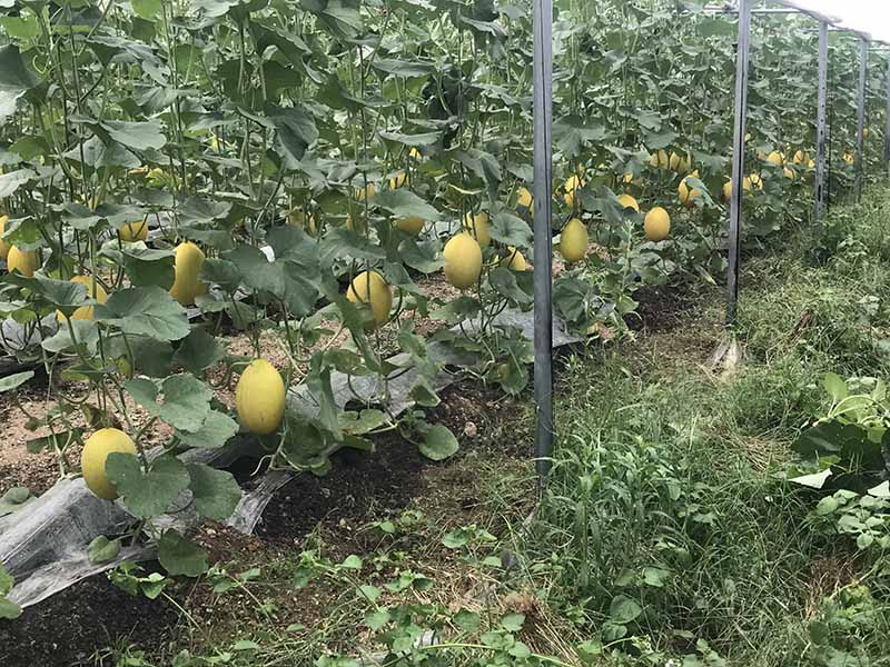 Laibin implementa con éxito un proyecto de alivio de la pobreza