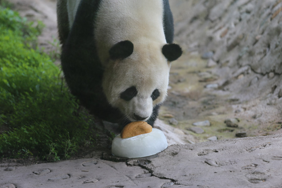 Refrescándose del calor al estilo Panda