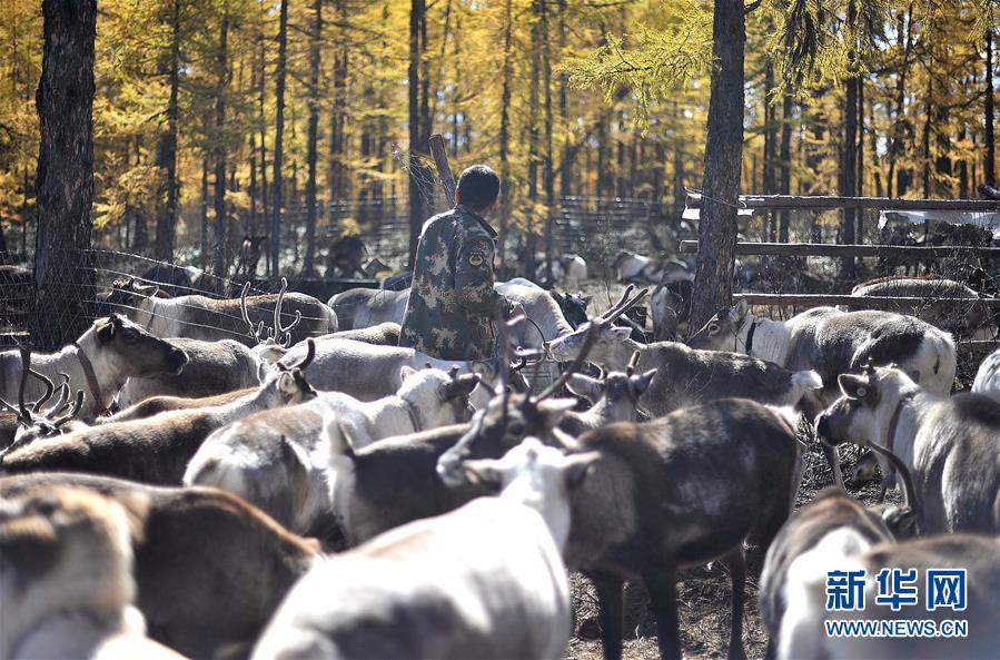 Guardianes de renos en lo más profundo de la cordillera Gran Khingan