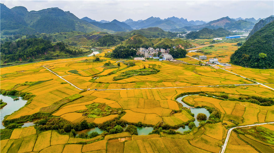 Campos de arroz de oto?o en el suroeste de China