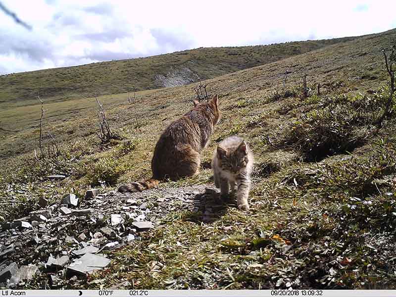 El gato montés chino con sus gatitos en Qinghai, China