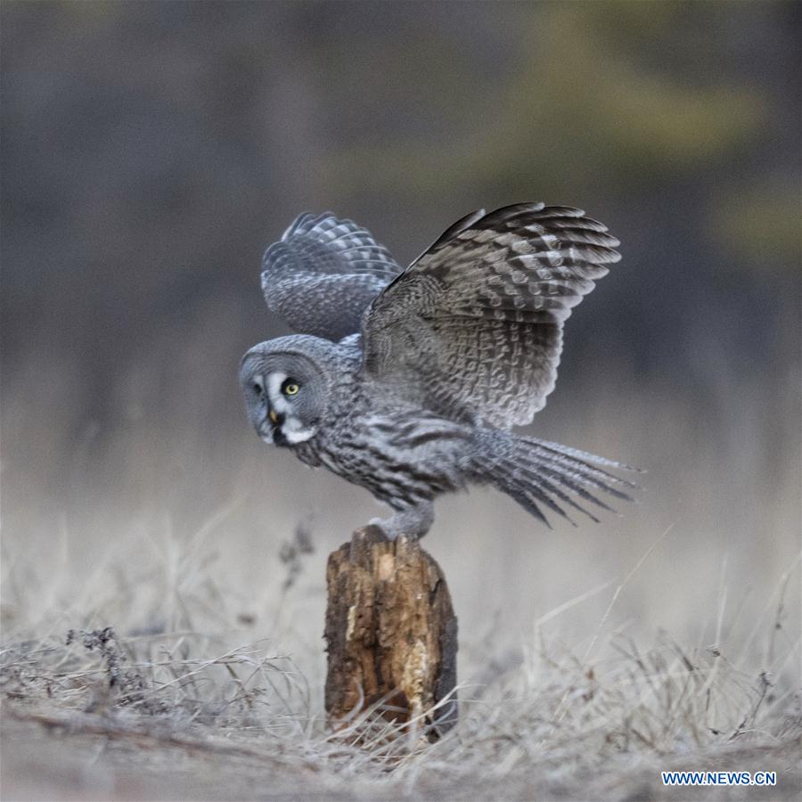 Imágenes de búhos grises grandes en Mongolia Interior