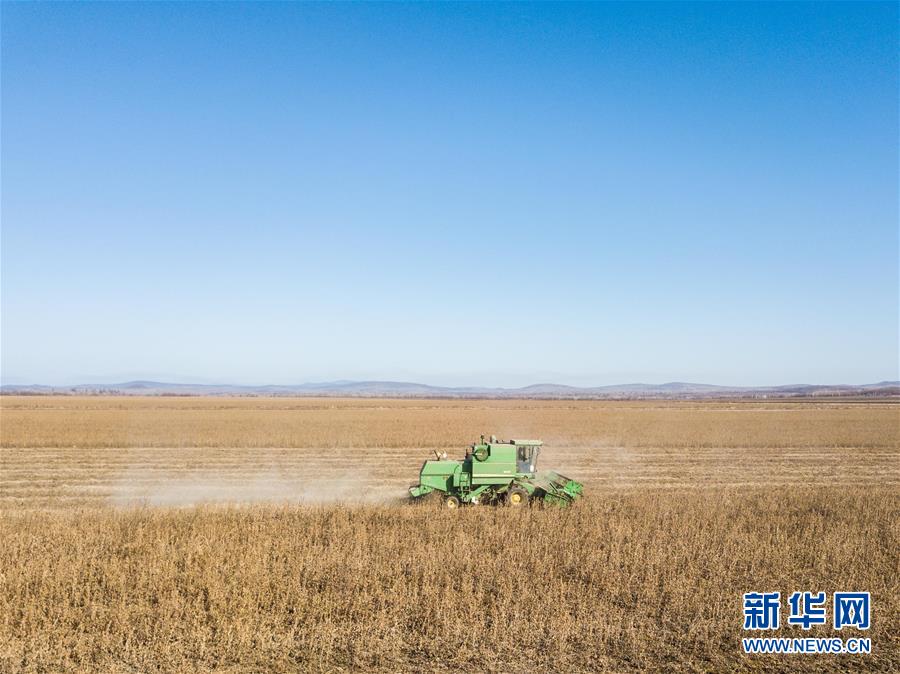 La cosechadora opera en una granja de soja cerca de la ciudad de Birobidzhan, en el óblast Autónomo Hebreo de Rusia (foto tomada el 19 de octubre). Agencia de Noticias Xinhua, reportero Zhang Ruoxuan.