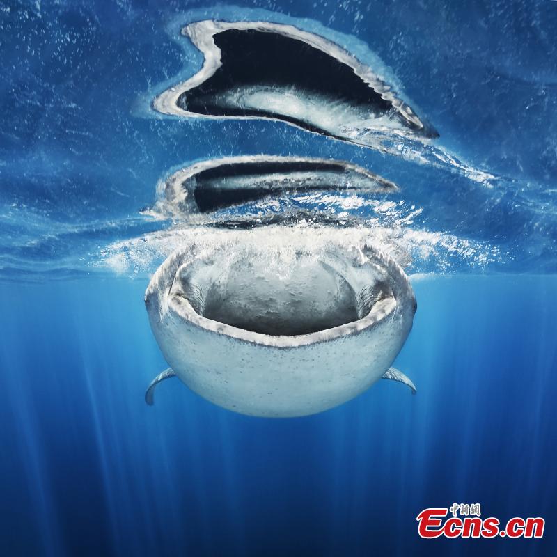 En la categoría del mundo submarino, Jacob Degee, de Polonia, fue finalista del Concurso Fotográfico Europeo de Vida Silvestre 2018 con su foto "Agujeros en el agua". (Foto: Agencias)