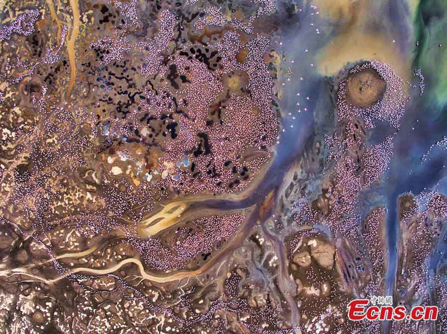 Cristóbal Serrano, de Espa?a, es el ganador del gran premio del Concurso Fotográfico Europeo de Vida Silvestre 2018 con una fotografía aérea de flamencos en el lago Bogoria. (Foto: Agencias)