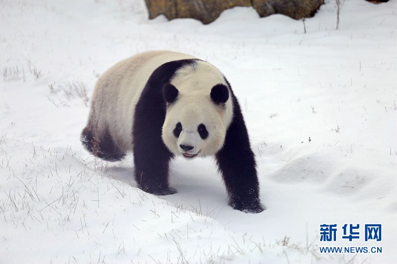 Los pandas gigantes disfrutan de la nieve en la zona más septentrional de China