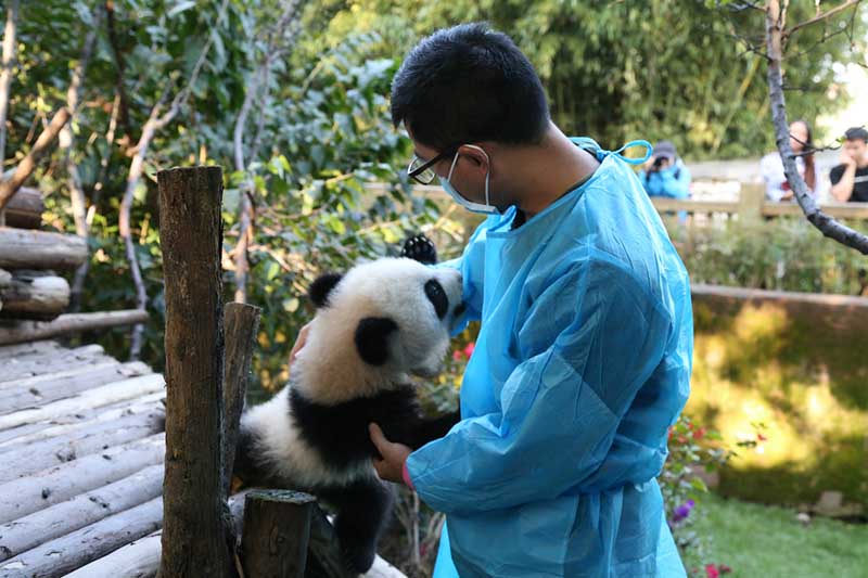 Un criador Base de Investigación y Cría del Panda Gigante de Chengdu, en la provincia de Sichuan se encarga de un panda recién nacido. [Foto: Chen Cheng/ Chinadaily.com.cn] 