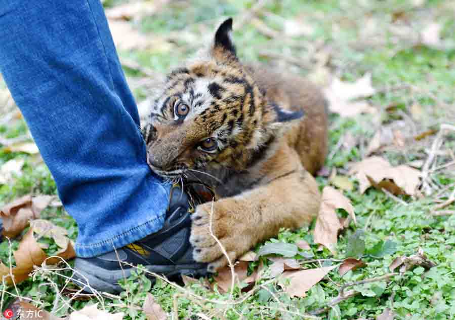 Un cachorro de tigre nacido en el Zoológico de Wangcheng, Luoyang, provincia de Henan, 17 de agosto del 2018. [Foto: IC]