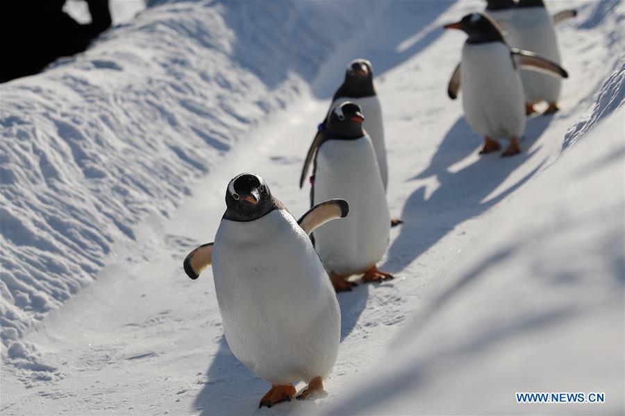 Pingüinos juegan al aire libre en el Parque Temático Mundo Polar de Harbin, Heilongjiang, 24 de diciembre del 2018. (Foto: Xinhua/ Cao Jiyang)