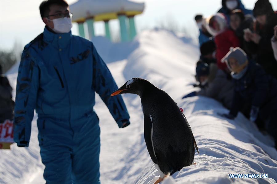 Pingüinos juegan al aire libre en el Parque Temático Mundo Polar de Harbin, Heilongjiang, 24 de diciembre del 2018. (Foto: Xinhua/ Cao Jiyang)