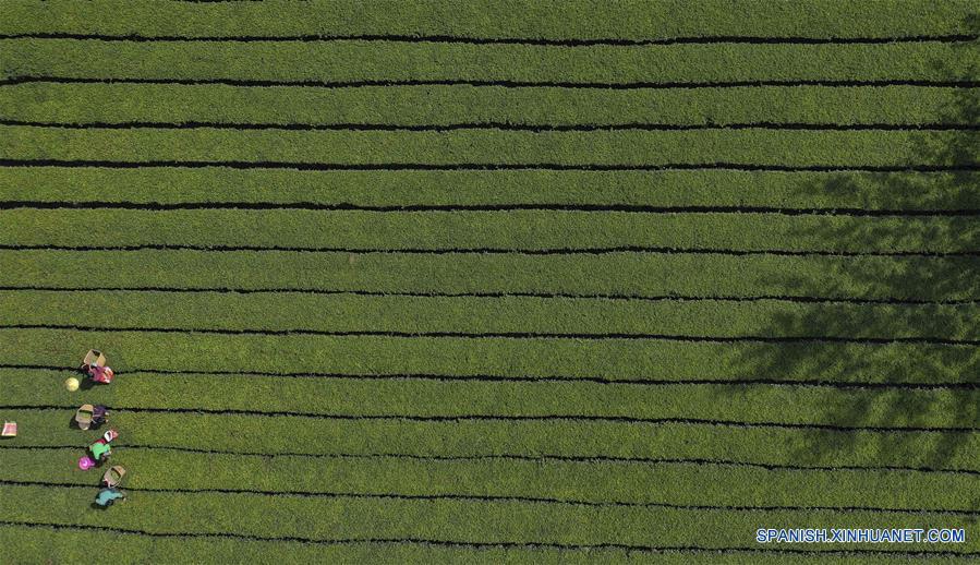 Té negro de Lichuan en Hubei