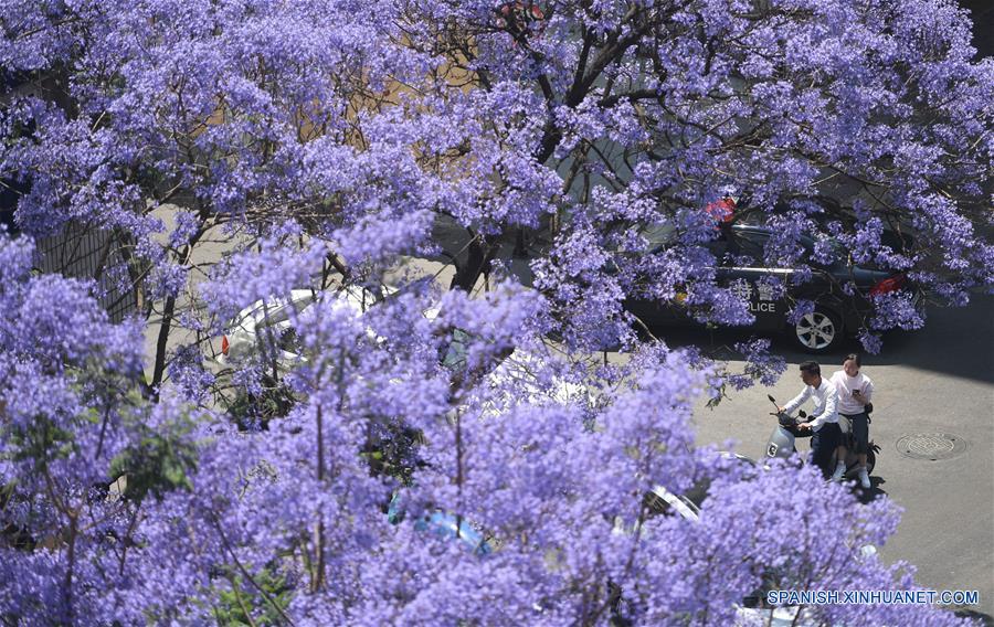 Flores de jacaranda en Kunming