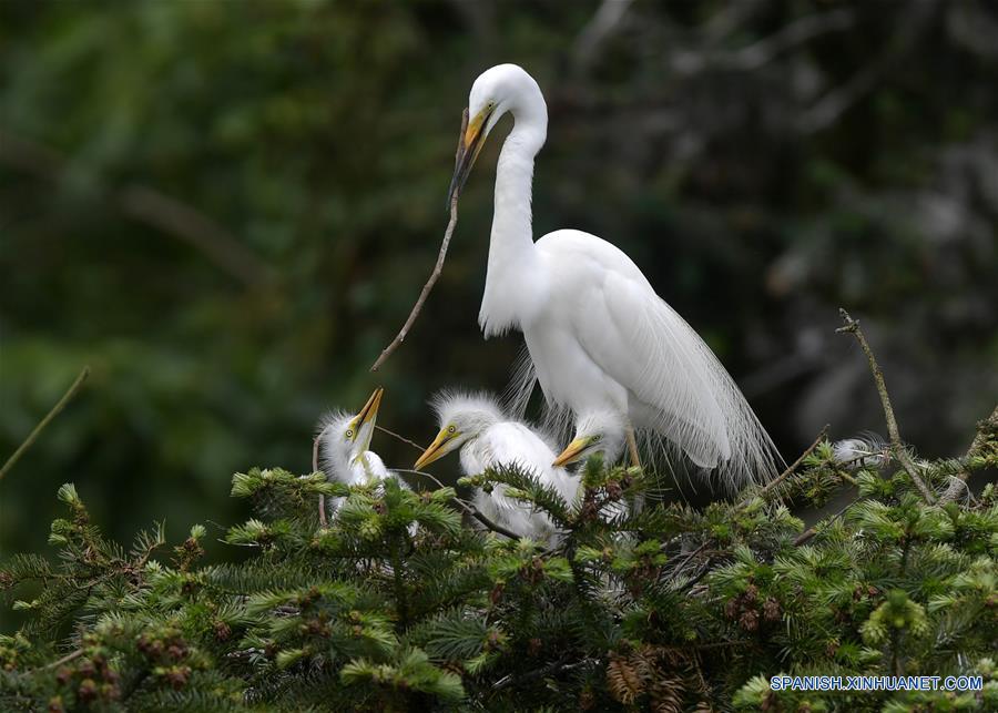 Garcetas en parque forestal de Jiangxi