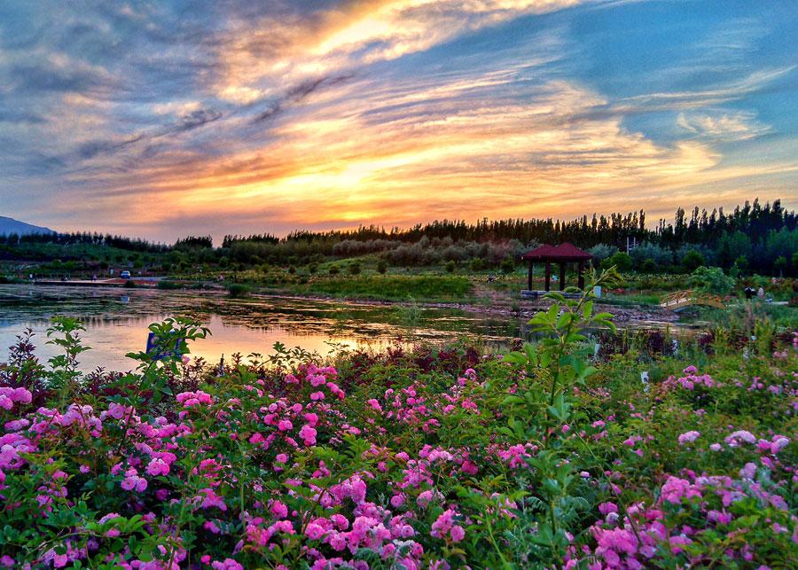 Un mar de flores de lavanda embellece la "Provenza del Este"