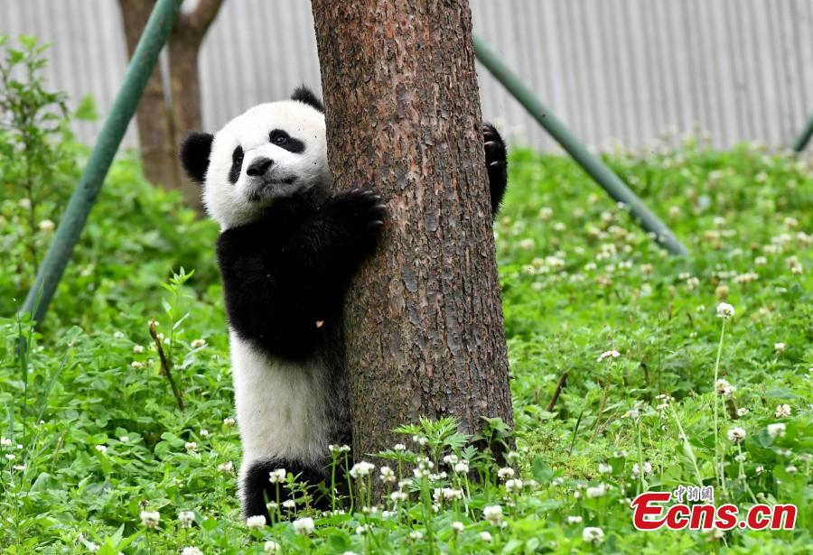 Cachorros de panda gigantes se divierten en el “jardín de la infancia”