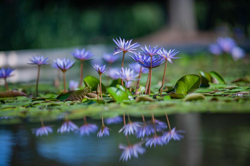 Nenúfares del Jardín Botánico Chenshan en Shanghai. [Foto: proporcionada a chinadaily.com.cn]