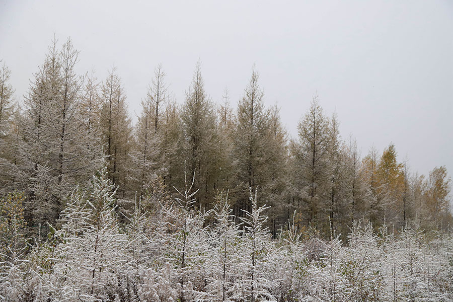 Mientras que las hojas de oto?o iluminan las monta?as alrededor de la ciudad, la nevada ha convertido a Mohe en una enso?ación blanca.Los residentes y turistas disfrutaron ese día del paisaje que surgió del encuentro de dos estaciones. [Foto: Wang Jingyang/ Chinadaily.com.cn]