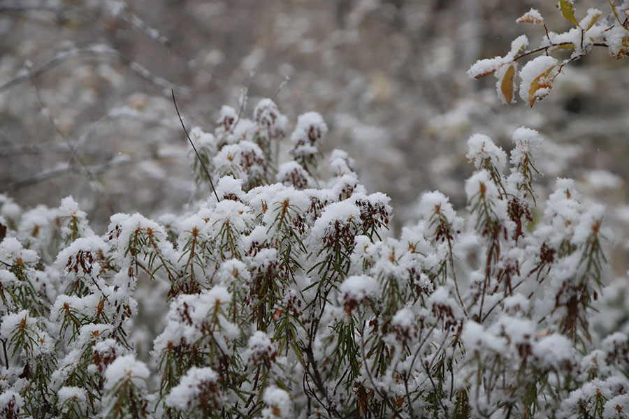 Mientras que las hojas de oto?o iluminan las monta?as alrededor de la ciudad, la nevada ha convertido a Mohe en una enso?ación blanca.Los residentes y turistas disfrutaron ese día del paisaje que surgió del encuentro de dos estaciones. [Foto: Wang Jingyang/ Chinadaily.com.cn]